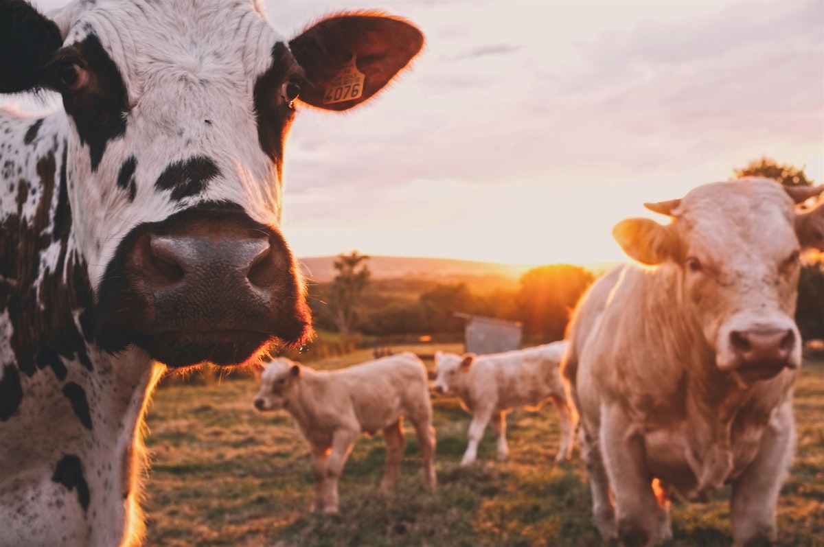Livestock cattle at sunset on Australian farmland